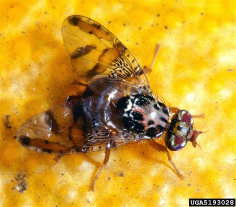 Fruit Flies Of Citrus Trees - Learn About Citrus Fruit Fly Control | Gardening Know How