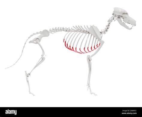 How Many Ribs Do Dogs Have