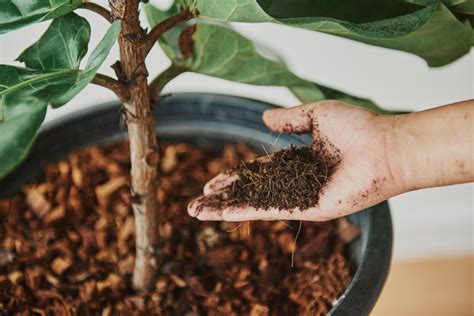 What exactly are Organic Fertilizers? Know the facts. – Casa De Amor