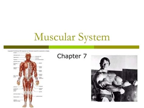 Image result for Muscle Structure and Function