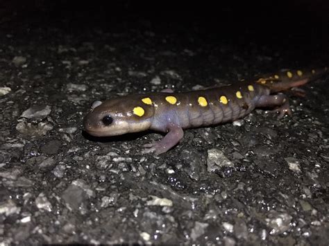Holes Movie Yellow Spotted Lizard