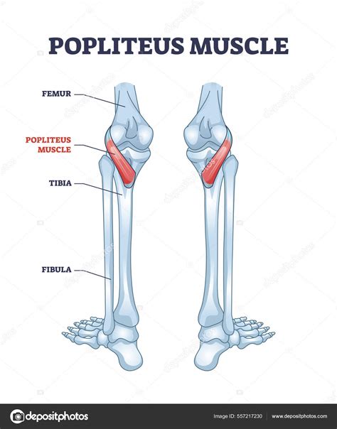 Popliteus muscle as leg and knee muscular joint anatomy outline diagram ...