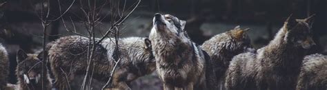 Image result for Different Types of Wolves