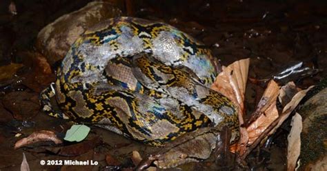 Image result for Bateater Python