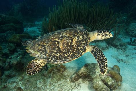The 7 Species of Sea Turtles