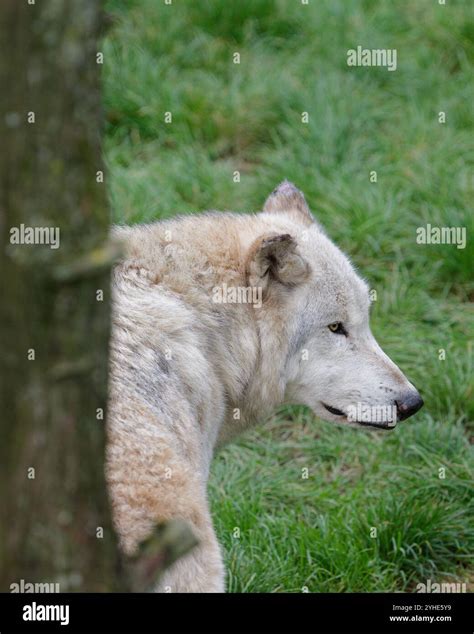 Wolf side profile hi-res stock photography and images - Alamy