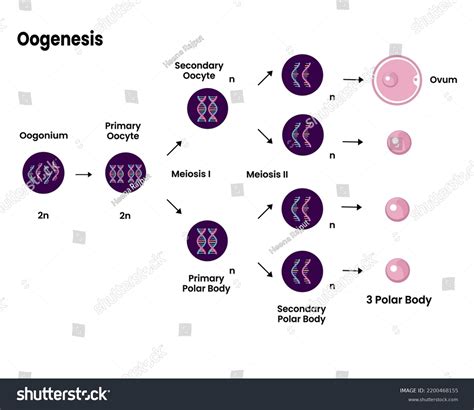 Vektor Stok Structure Oogenesis Diagram Process Cell Division (Tanpa Royalti) 2200468155 ...