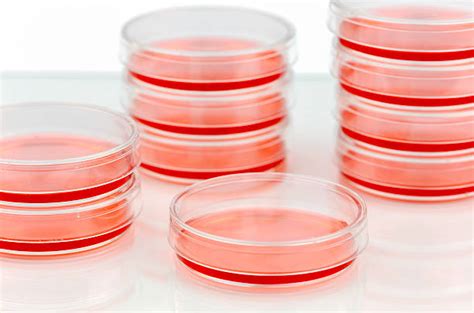 Cell 2D 的图像结果