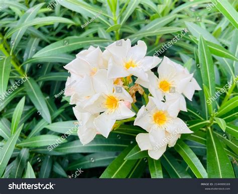 Beautiful Sweet White Oleanders Nerium Oleander Stock Photo 2144989169 ...