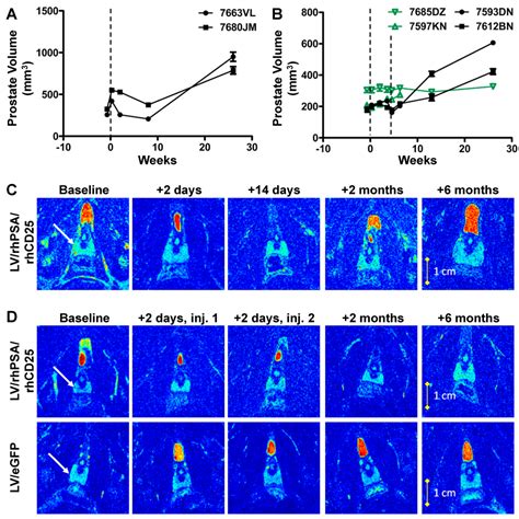 Direct Lymph Node Vaccination of Lentivector/Prostate-Specific Antigen ...
