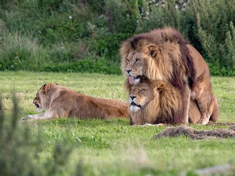Gay pride: Two male lions seen 'mating' at wildlife…