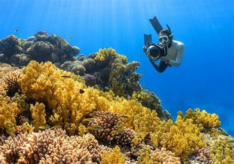 Japan using Saudi-made coral skeletons from expo for sea conservation