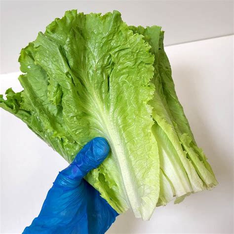 Green Leaf Lettuce Guide