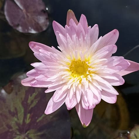 Ostara | Buy water lily in India | Lilypond Store