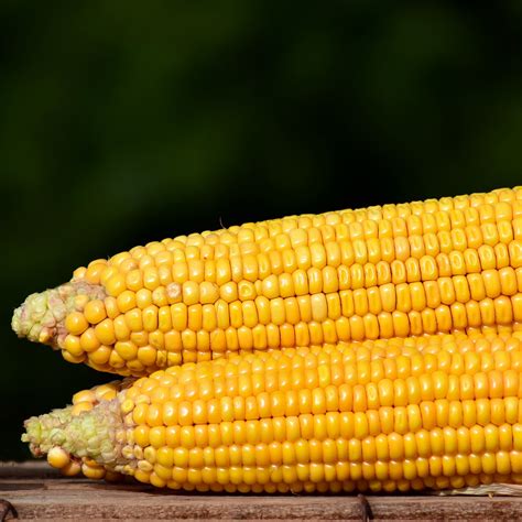 Corn On The Cob Nutrition Facts : Signature Select Corn On The Cob Mini 12 Count Vons : Corn is ...