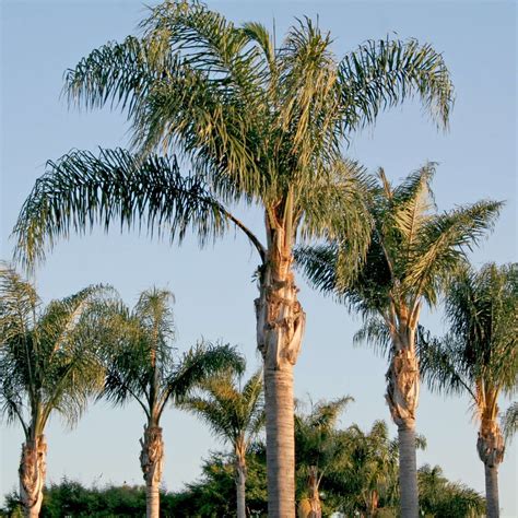 Queen Palm Tree | Plants Express