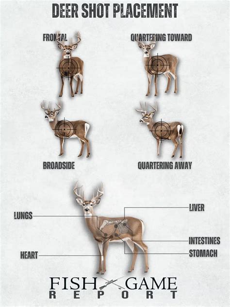 The Complete Deer Shot Placement Chart For Successful Hunts | Fish and ...