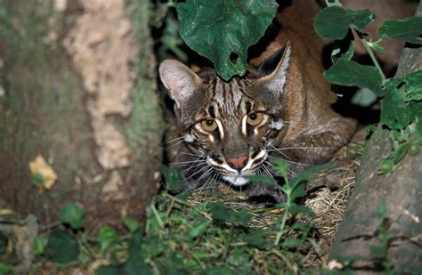 Asiatic Golden Cat | Catopuma temminckii | Chasing Wildlife