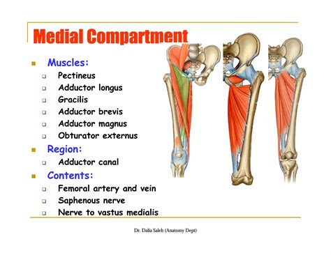 Organization of the ll, front and medial sides of thigh | PDF