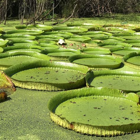 Kanapaha Botanical Gardens