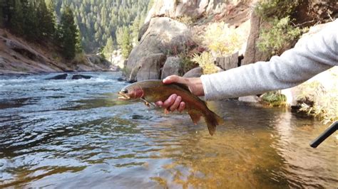 Where and how to buy a fishing license in Colorado | 9news.com
