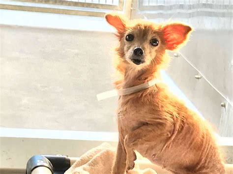 Neglected Chihuahua Gets New Wardrobe And A New Family - The Dodo