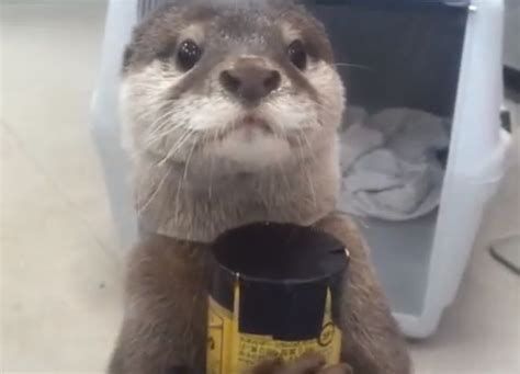 Image result for Otter Using Vending Machine