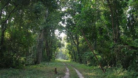 Gorumara National Park: Explore The Wilderness Near Himalayas!