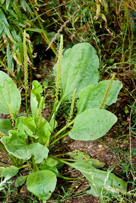Llantén mayor (Plantago major) - Ficha de planta - Floralia