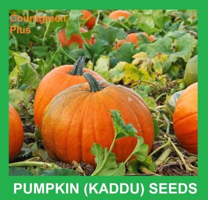 Countgreen Plus Pumpkin (Kaddu/Kashifal) vegetable Seed Price in India ...