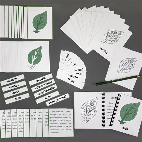 What Is Spanish Leaf at Steven Soper blog