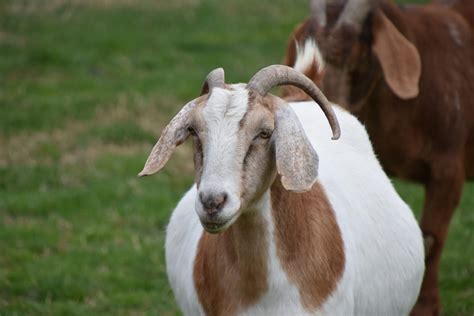 Goat Gestation Period and Pregnancy Care Guide - Livestopedia