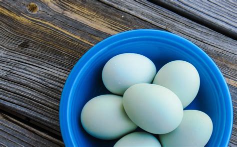 17 Chicken Breeds That Lay Blue Eggs - A-Z Animals