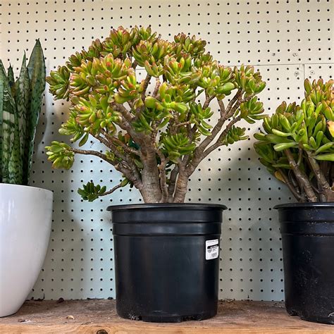 Crassula ovata 10" - Jade Plant - www.greenthumbgear.com