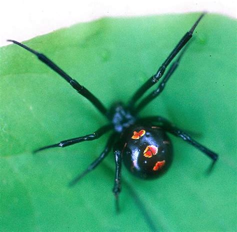 Northern Black Widow Spider Bite
