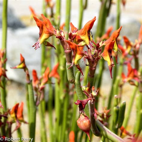 Lady's slipper - Waterwise Garden Planner