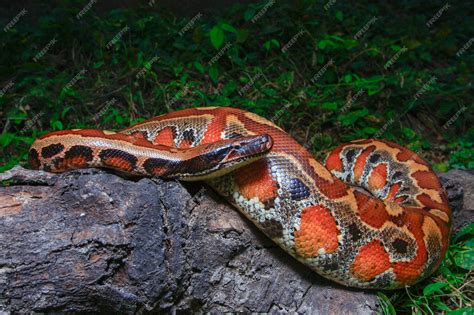 Image result for Red Blood Python