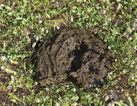Lästige Fliegen: Wichtig für Biodiversität und Artenvielfalt ...