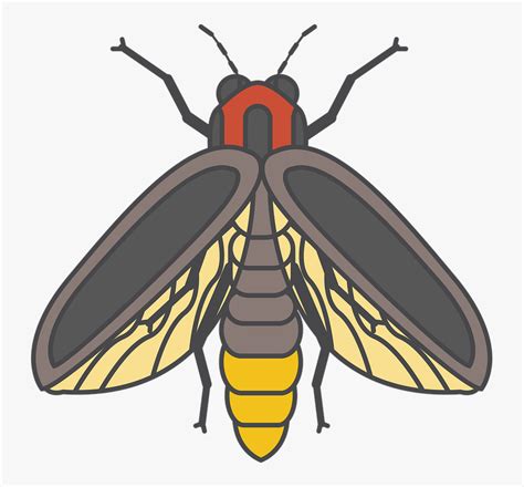 Rezultat imagine pentru Lightning Bug Fly Pattern