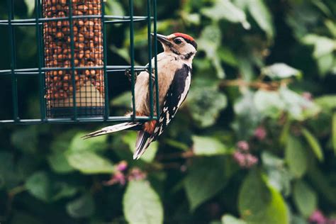7 of the Best Woodpecker Feeders for Your Backyard