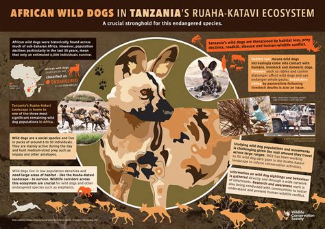 African Wild Dog Endangered