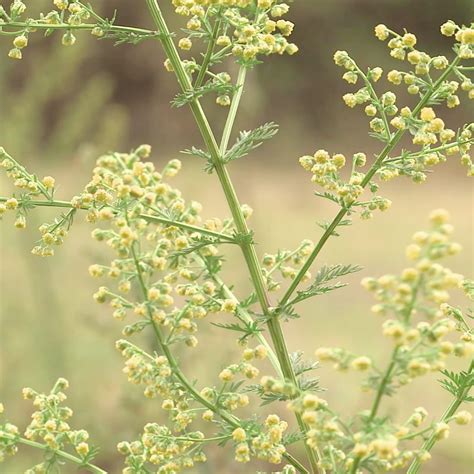 Artemisia Annua 300 Seeds Sweet Annie Sagewort Wormwood Artemisia