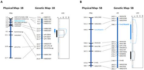 Genes Associated with Foliar Resistance to Septoria Nodorum Blotch of ...