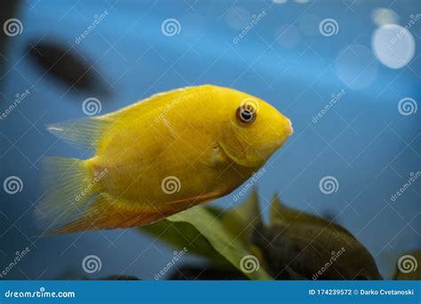 Cichlid Fish Heros Severus Swimming in Tropical Aquarium. Stock Photo ...