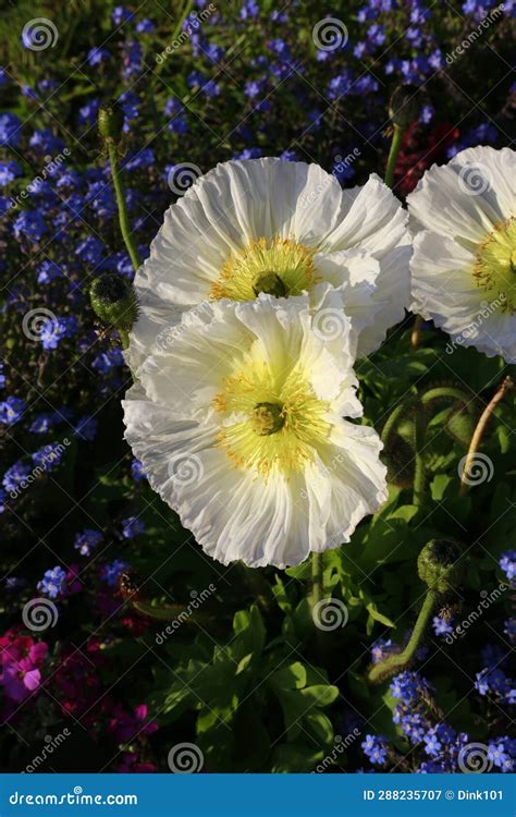 Beautiful White Poppy Flowers, Close-up Stock Image - Image of blossom ...