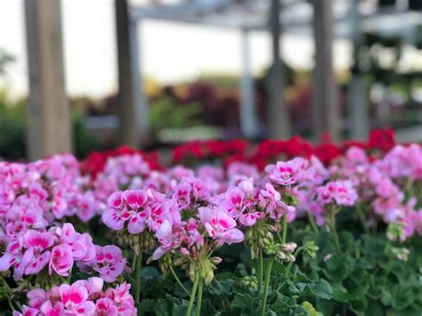 Spring Container Inspiration, 947 Anderson Ridge Rd, Greer, SC, United ...