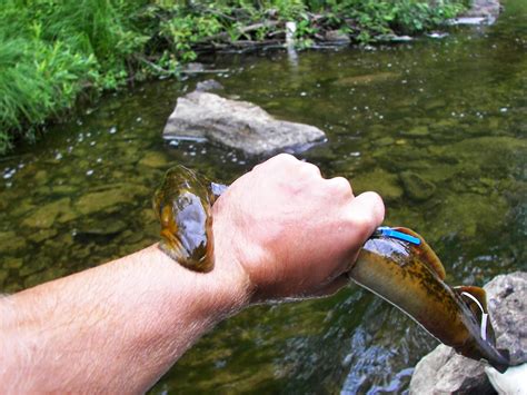 Lamprey Do They Bite Humans