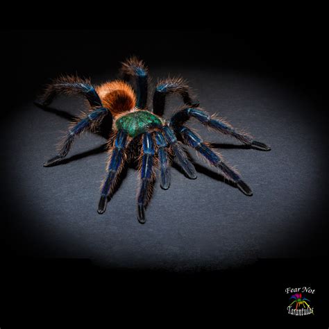 Green Bottle Blue Tarantula Sling