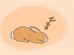 Image result for Cute Sleeping Baby Bunnies