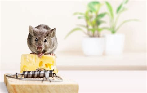 Rodent Control | Quick Control